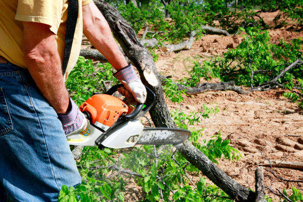 Best Tree Disease Treatment  in Zillah, WA